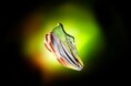 HOKAよりレース当日の推進力を追求して生まれた「CIELO X1 3.0」が1月30日（金）より新登場
