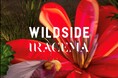 WILDSIDE YOHJI YAMAMOTO × IRACEMA Collaboration Collectionを8月28日(水)に発売
