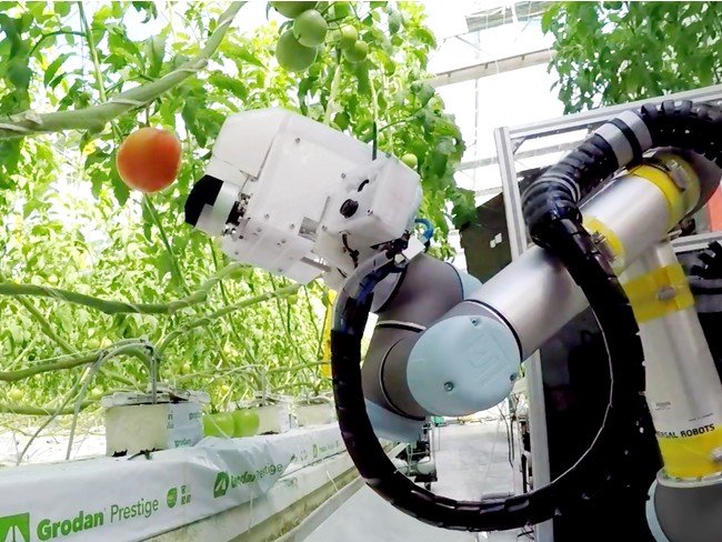 ヤンマー大玉トマト収穫ロボット