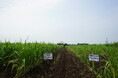 サトウキビの生産性改善で環境負荷を軽減する深植え栽培技術を国際農研との共同研究開発で実現