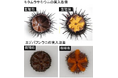 北三陸ファクトリーとヤンマーホールディングスが「ウニの大規模陸上養殖システム」構築に向けた実証事業を開始