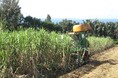 機械稼働管理システムを開発し、製糖産業でのサトウキビ機械収穫の業務効率化を実現