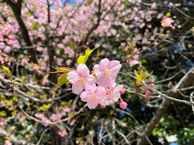 2月20日に撮影した「河津桜」