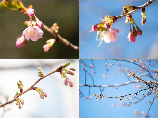 2.12撮影の河津桜