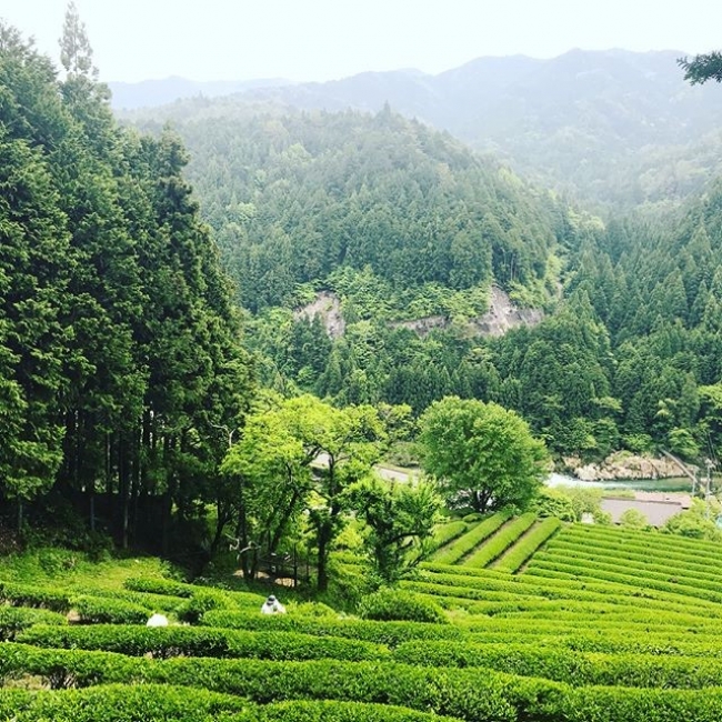 東白川村の美しい茶畑