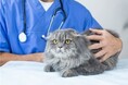 3月20日は「動物愛護デー」オリコン顧客満足度®調査 『ペット保険』利用実態データ■保険を適用したペットの種類と病気・ケガの内容「小型犬」「中型犬」では「皮膚炎」が最多