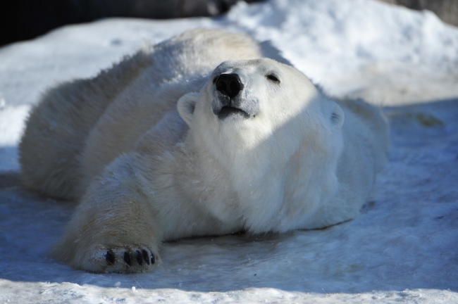 旭山動物園の人気者ホッキョクグマは冬が大好き！