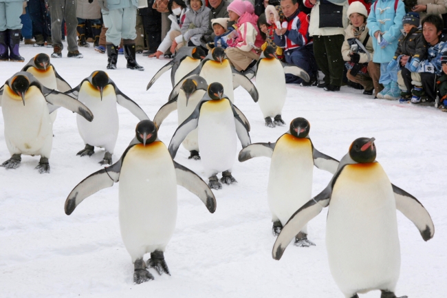 冬の旭山動物園といえば、「ペンギンの散歩」です！