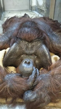 【ボルネオオランウータン】ジュリー　2020年9月11日撮影