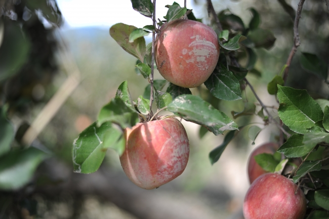 決壊した千曲川沿いのりんご農家を支援