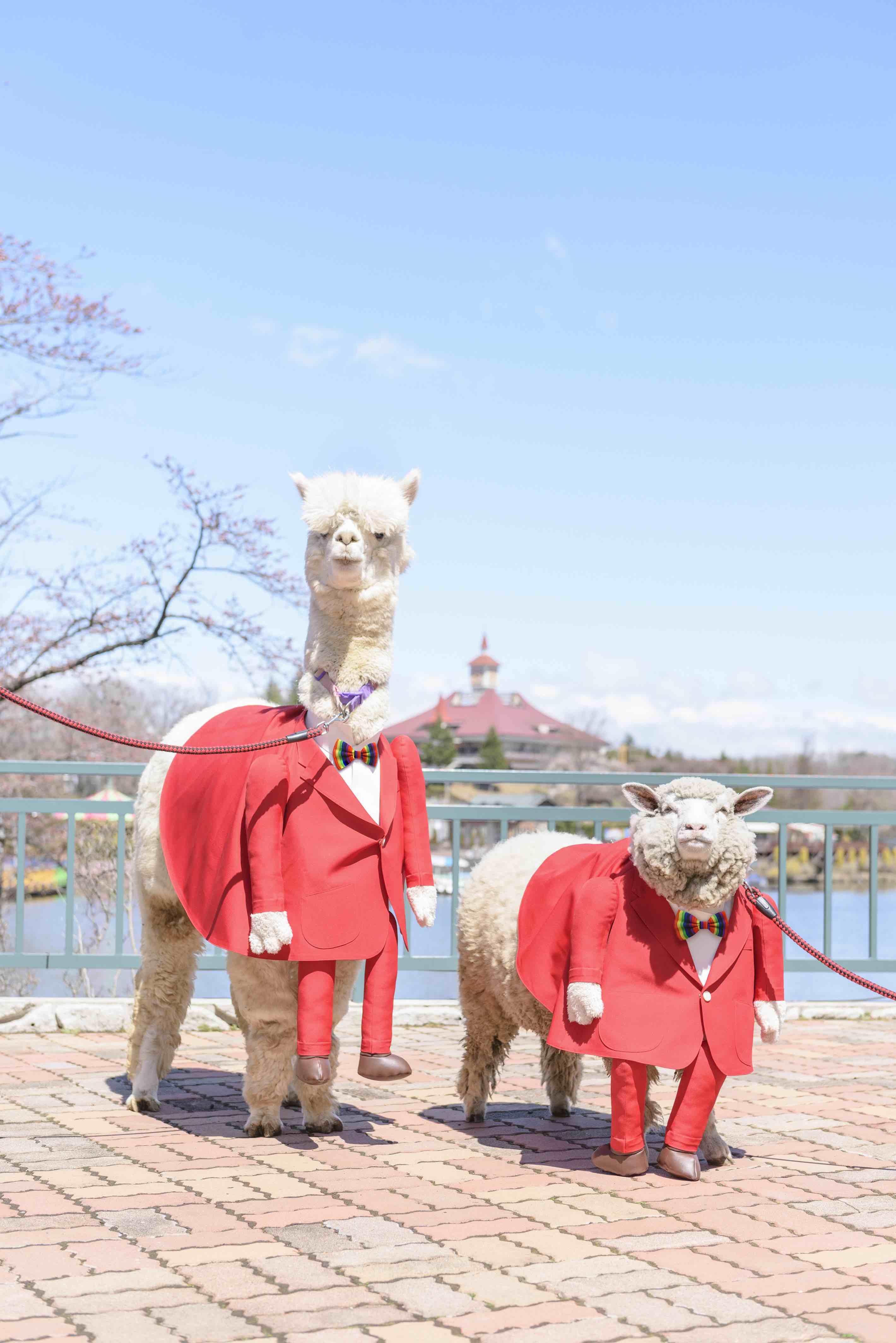 G W限定 園内で人気の動物アルパカ バニラ ひつじの ルル が園長姿で登場4 27 土 は 身長６mのピンキーダックベイビー リボンちゃん をお披露目 那須興業株式会社のプレスリリース