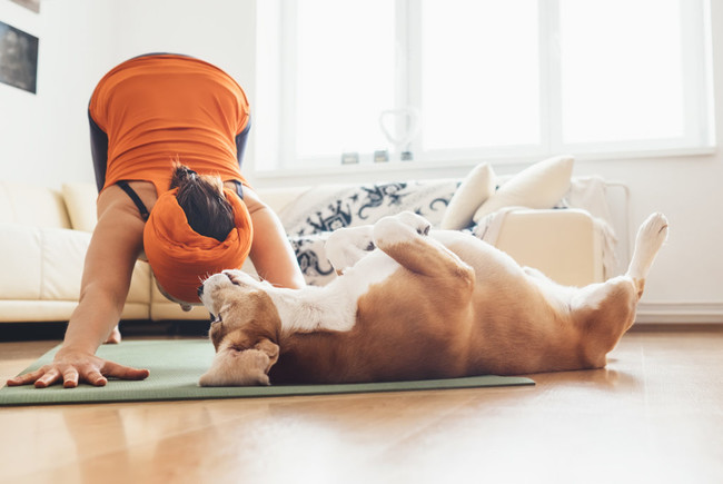 お得 ～愛犬と一緒に楽しむヨガ～〈Yoga for Dogs〉 DOGA ドガ azuraftu.mg