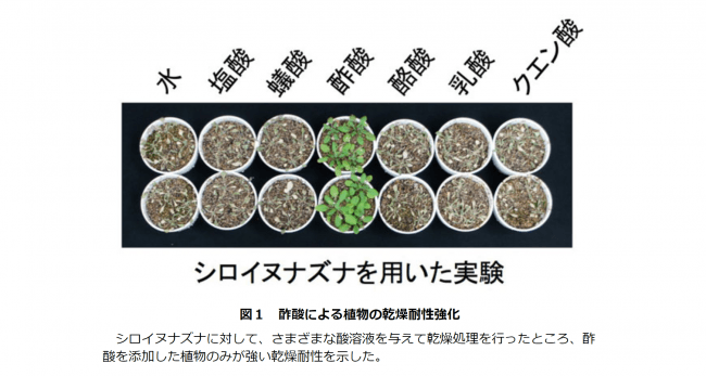 植物の乾燥耐性の実験