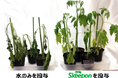 【夏野菜の猛暑対策】今夏こそスキーポンで暑さ・乾燥から作物を守る!
