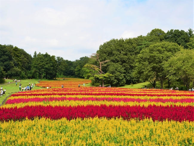 見渡す限り ピンクの花じゅうたん 約1万株の ペチュニア が開花中 見頃は9月中旬まで 国営武蔵丘陵森林公園 西武造園株式会社のプレスリリース