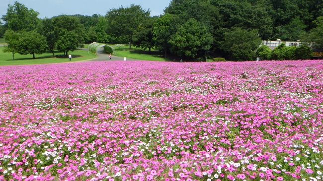 見渡す限り ピンクの花じゅうたん 約1万株の ペチュニア が開花中 見頃は9月中旬まで 国営武蔵丘陵森林公園 西武造園株式会社のプレスリリース