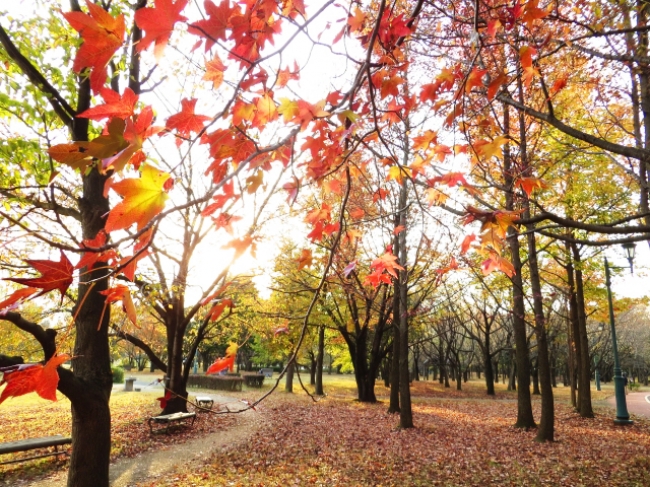 秋には美しい紅葉を楽しめる（埼玉県営彩の森入間公園）