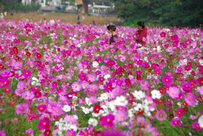横須賀市くりはま花の国　約100万本の「コスモス」9月上旬～見頃を迎えます