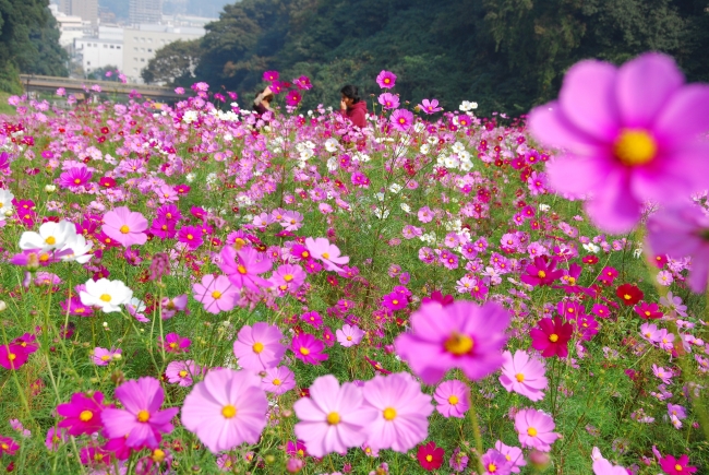 三浦半島内でも最大級 約100万本の花畑が見頃 コスモスまつり 19年9月7日 土 10月27日 日 開催 横須賀市くりはま花の国 西武造園株式会社のプレスリリース