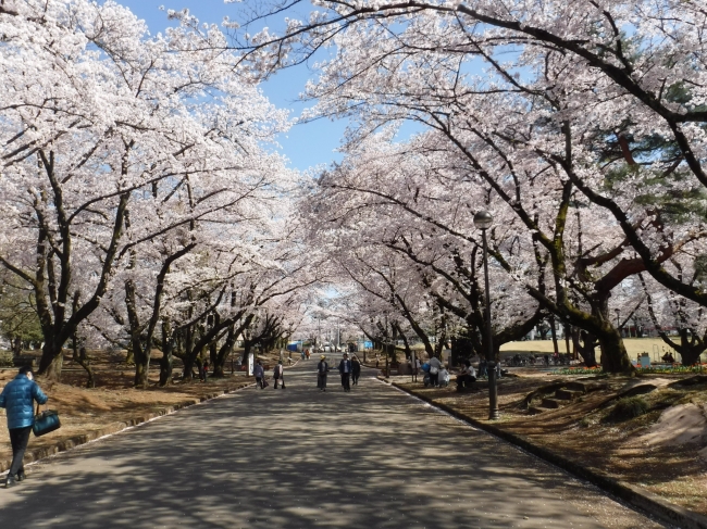 春には桜の名所として親しまれている（埼玉県営狭山稲荷山公園）