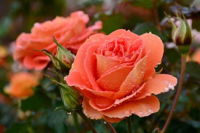 香り高く、バラ本来の美しさが際立つのが「秋バラ」の特徴