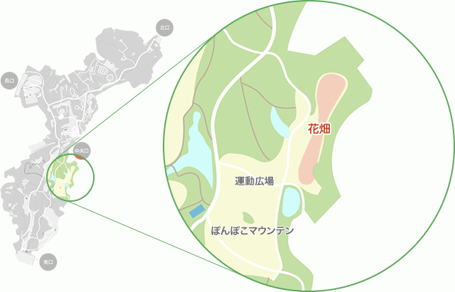 羽毛ゲイトウが見られるエリア（国営武蔵丘陵森林公園）