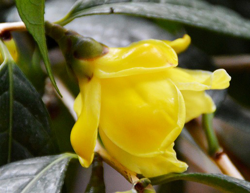 肉厚な花びらが蝋細工のようにも見える