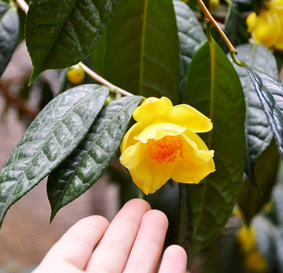 福を呼ぶかも？！黄金色のツバキ「金花茶（きんかちゃ）」の花が12月