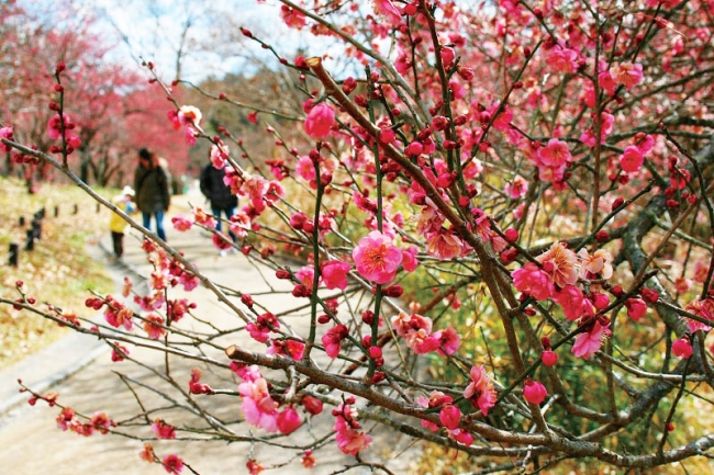 梅林（国営武蔵丘陵森林公園）