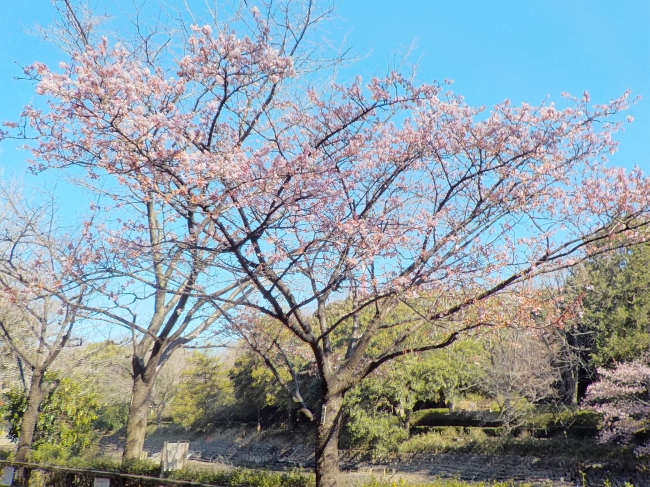 2月中旬より早咲きのサクラが開花見込み サクラの名所で無料のクイズラリー 観察会を開催 神奈川県立三ツ池公園 西武造園株式会社のプレスリリース