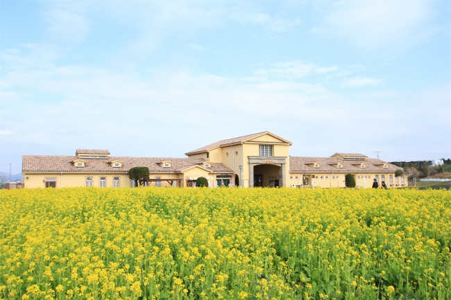 一足早い春 10万本のナノハナが今まさに見頃です 菜の花まつり 年3月31日 火 まで開催中 横須賀市長井海の手公園 ソレイユの丘 西武造園株式会社のプレスリリース