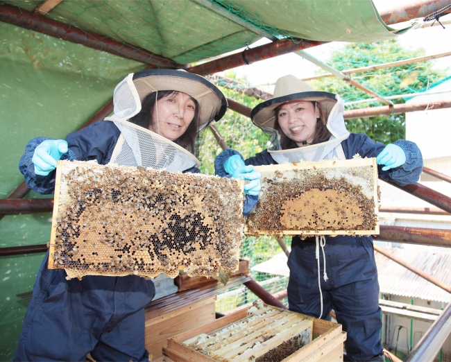 公園スタッフがみつばちの飼育を行う（横浜市新杉田公園）