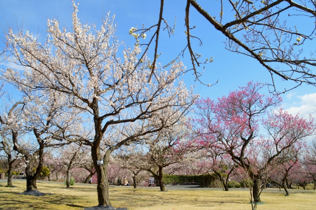 小田原フラワーガーデンの渓流の梅園（2020年2月6日（木）撮影）