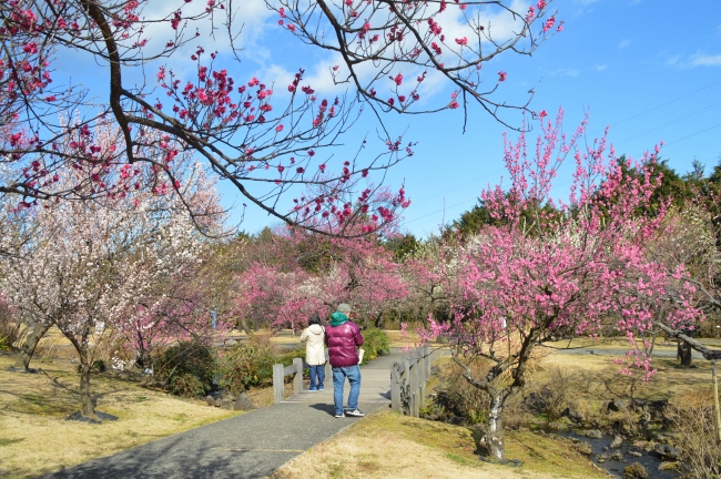 小田原フラワーガーデンの渓流の梅園（※過去撮影）