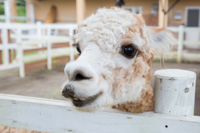 ふれあい動物園のアルパカ・ライくん