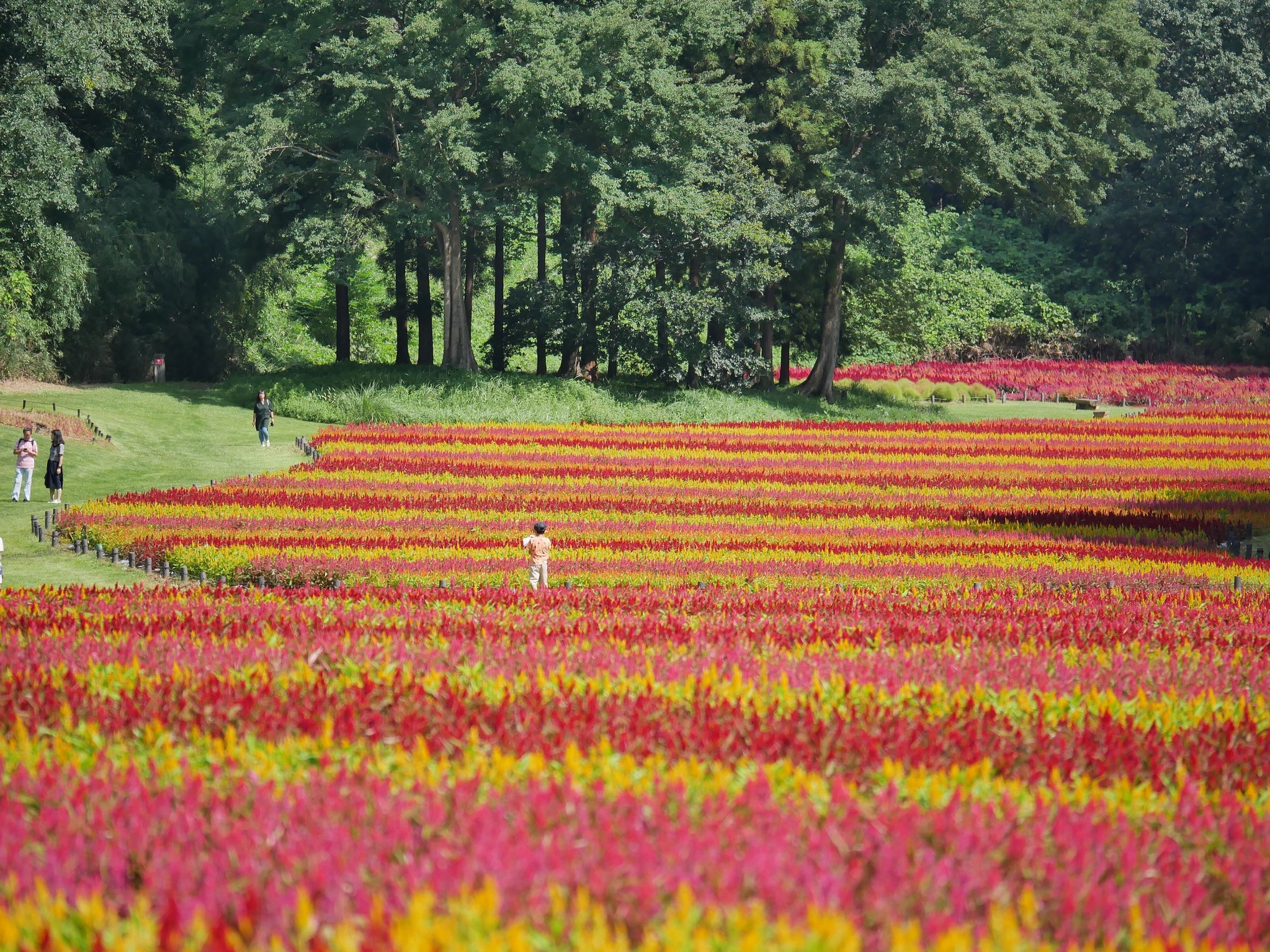 約50万本の 羽毛ゲイトウ の花畑が見頃を迎えます 国営武蔵丘陵森林公園 西武造園株式会社のプレスリリース