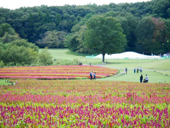 国営武蔵丘陵森林公園「羽毛ゲイトウ」花畑　※2020年9月15日撮影