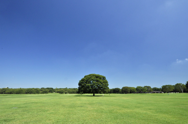 国営昭和記念公園（みんなの原っぱ）