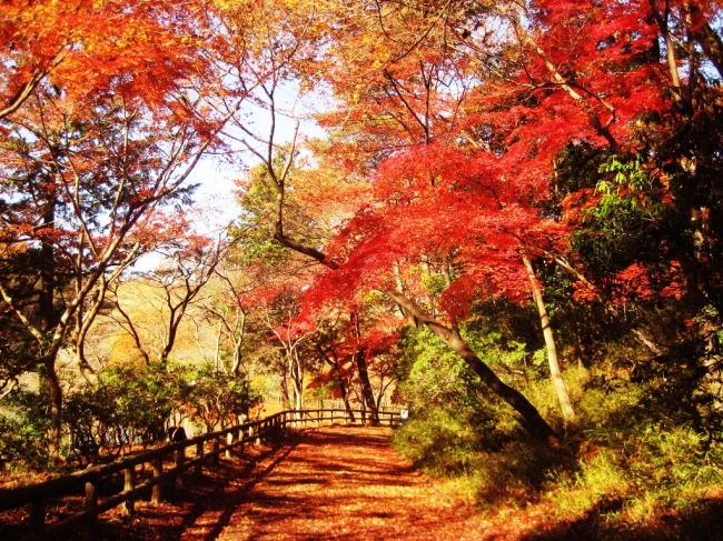 狭山公園 宅部池東園路にあるイロハモミジの紅葉