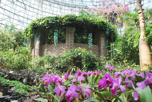 一年中、熱帯植物が楽しめるトロピカルドーム温室（小田原フラワーガーデン）