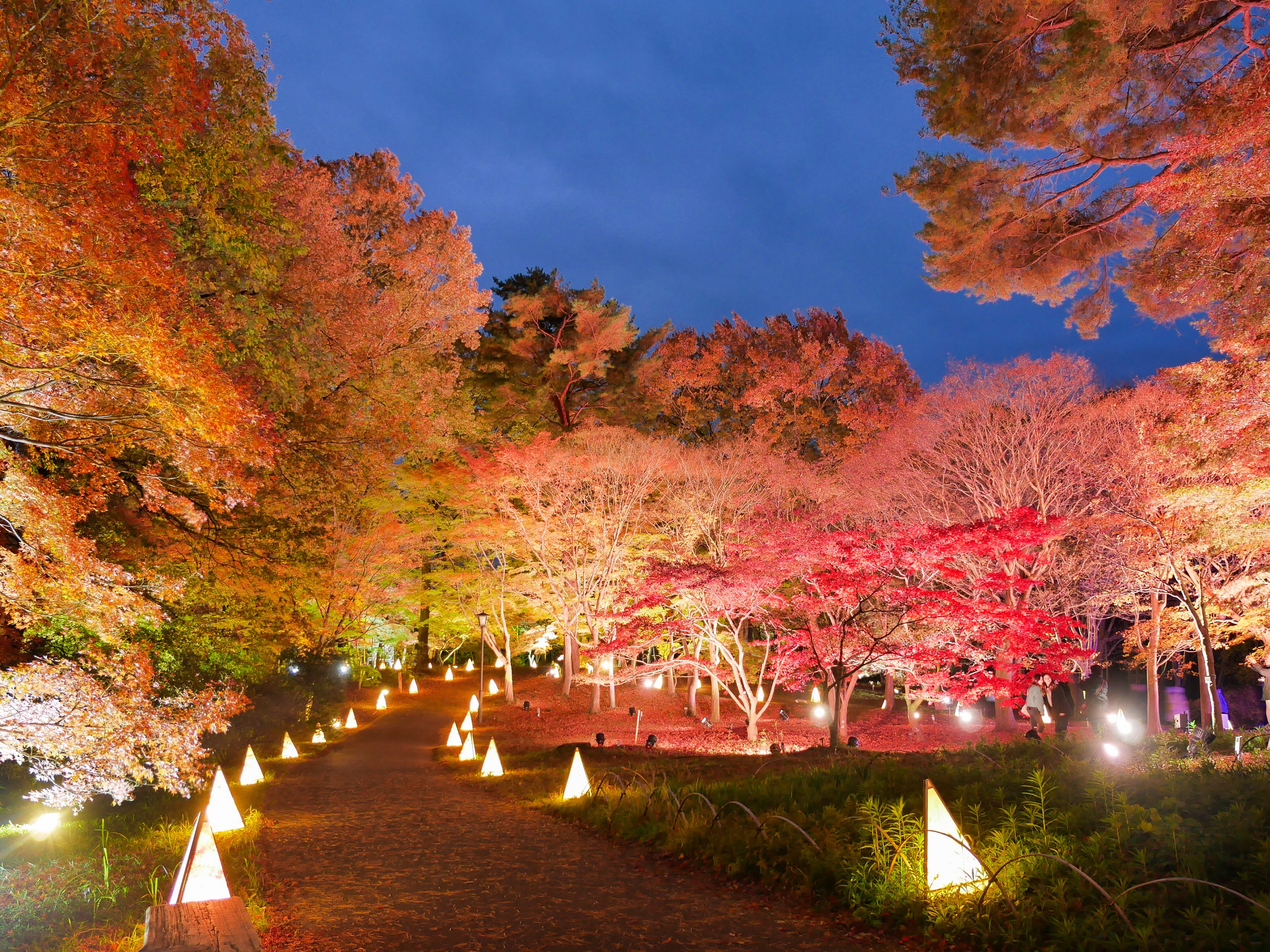 首都圏では珍しい規模の紅葉 約種類 500本のカエデ ライトアップとアートイルミネーション 紅葉見ナイト もみじみないと 年11月14日 土 29日 日 開催 国営武蔵丘陵森林公園 西武造園株式会社のプレスリリース