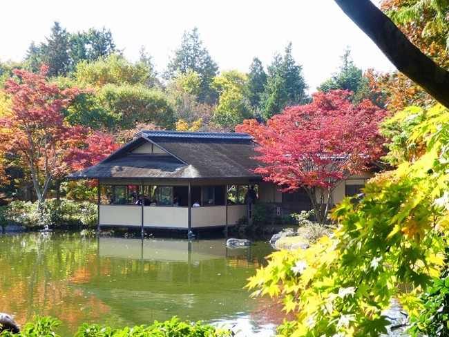 国営昭和記念公園　日本庭園（2020年11月8日撮影）