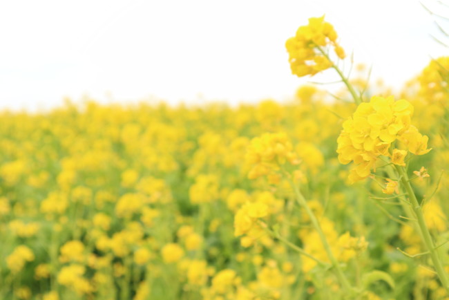 12月下旬頃～約10万本の花畑が見頃の予想　※過去撮影