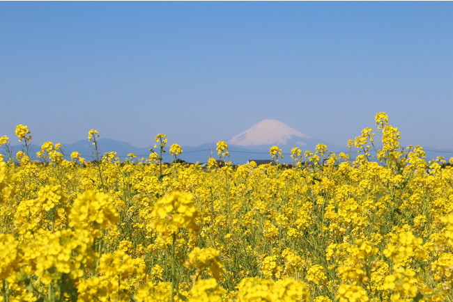 約10万本のナノハナ畑と、相模湾・富士山の美しい景観が楽しめる（横須賀市長井海の手公園 ソレイユの丘）※過去撮影