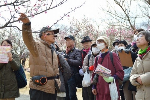 日本梅の会会長大坪孝之先生による『梅園ガイドツアー』