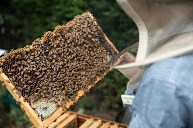 スタッフが日々みつばちの飼育管理に取り組んでいます