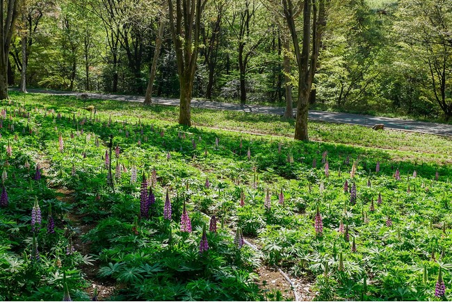 ルピナスは4月下旬頃から見頃の見込み（国営武蔵丘陵森林公園）※2021年4月7日撮影