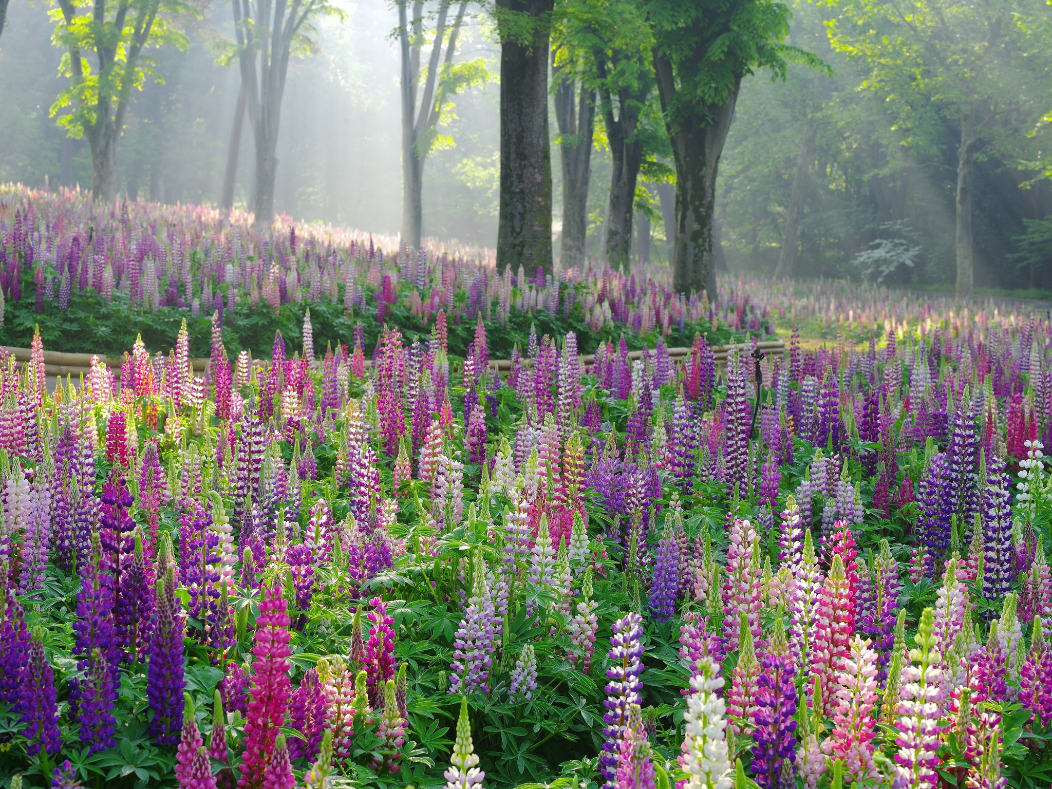 まもなく ルピナス 約4万本の花畑が最盛期を迎えます 国営武蔵丘陵森林公園 西武造園株式会社のプレスリリース