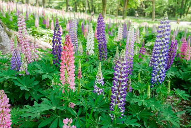 まもなく ルピナス 約4万本の花畑が最盛期を迎えます 国営武蔵丘陵森林公園 西武造園株式会社のプレスリリース