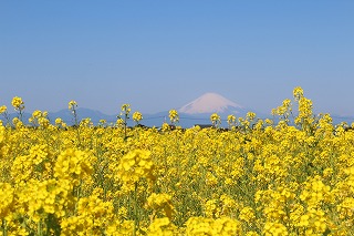 園内の菜の花と富士山（過去写真）